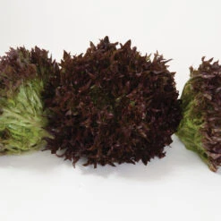 Salanova® Red Sweet Crisp -SeedGarden Store 03055jp 03 redsweetcrispfriseeheadstudio