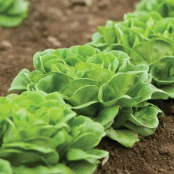 Salanova® Green Butter -SeedGarden Store 03056jp 02 greenmultileafbutterfield