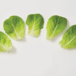 Salanova® Green Butter -SeedGarden Store 03056jp 03 greenmultileafbutterleafgroup