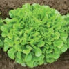 Salanova® Green Oakleaf -SeedGarden Store 03058jp 01 greenmultileafoakheadfield
