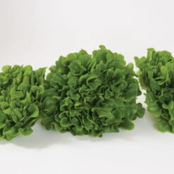 Salanova® Green Oakleaf 6 Salanova® Green Oakleaf -SeedGarden Store 03058jp 02 greenmultileafoakheadstudio