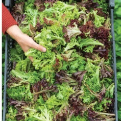 Salanova® Foundation Collection -SeedGarden Store 03072jp 02 foundationcollectionstudio