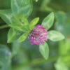 Medium Red Clover -SeedGarden Store 03192g 01 med redclover