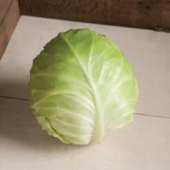 Primo Vantage -SeedGarden Store 03231 03 primovantage