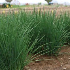 Dolores -SeedGarden Store 03290 02 dolores