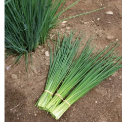 Dolores -SeedGarden Store 03290 03 dolores