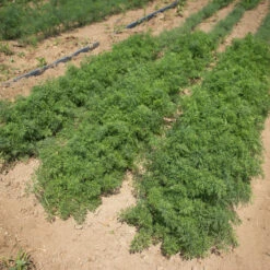 Teddy -SeedGarden Store 03293 02 teddy