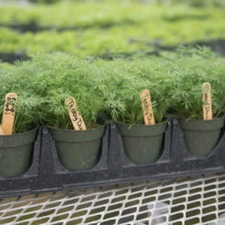 Teddy -SeedGarden Store 03293 03 teddy