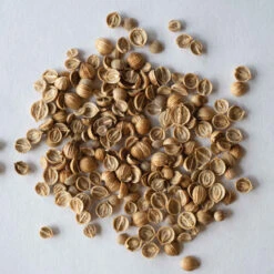 Santo Monogerm -SeedGarden Store 03446mg 03 cilantro monogerm 1