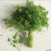 Fine Curled -SeedGarden Store 03646g 01 chervil