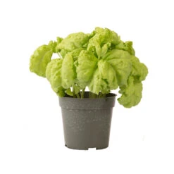 Tuscany -SeedGarden Store 03719 03 tuscany