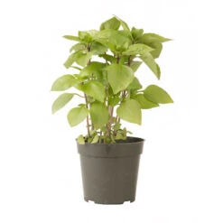 Cardinal -SeedGarden Store 03732g 03 cardinal