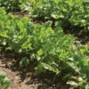 Cruiser -SeedGarden Store 03755g 01 cruiser cilantro