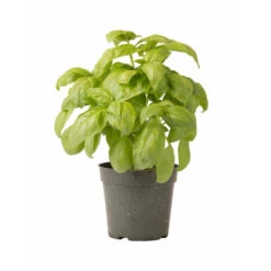 Dolly -SeedGarden Store 03875 03 dolly