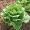 Mini-Romaine Trio -SeedGarden Store 03884g 01 dragoon