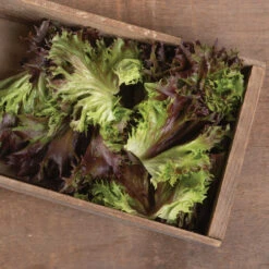 Rubygo -SeedGarden Store 04100jp 02 rubygo