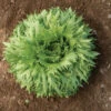 Verigo -SeedGarden Store 04101 01 verigo one cut lettuce