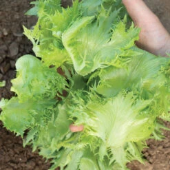 Verigo -SeedGarden Store 04101 02 verigo one cut lettuce