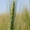 Spring Wheat (Bolles) 1 Spring Wheat (Bolles) -SeedGarden Store 04169g 01 spring wheat