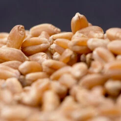 Spring Wheat (Bolles) 5 Spring Wheat (Bolles) -SeedGarden Store 04169g 02 spring wheat