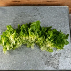 Salanova® Hydroponic Green Oakleaf -SeedGarden Store 04189jp 02 green oak leaf