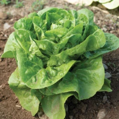 Xalbadora -SeedGarden Store 04195gp 02 xalbadora