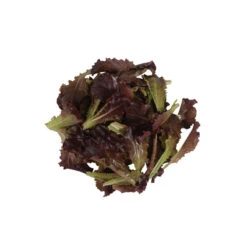 Alboreto 6 Alboreto -SeedGarden Store 04225 02 alboreto