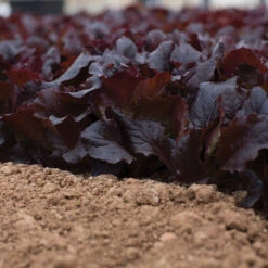 Alboreto 7 Alboreto -SeedGarden Store 04225 02 alboreto vendor