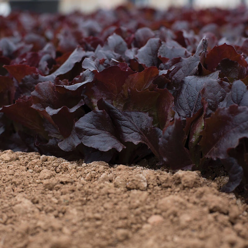 Alboreto 5 Alboreto - Image 3