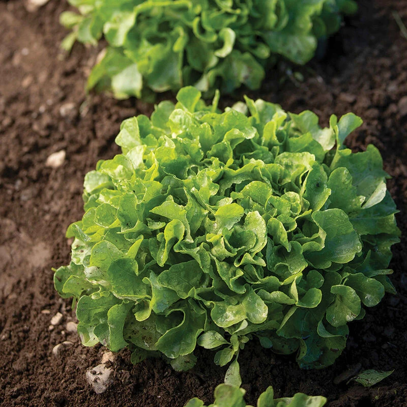 Front Page -SeedGarden Store 04245g 02 bauer