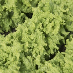 Black Seeded Simpson -SeedGarden Store 0425n 01 blackseedsimp