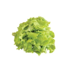 Black Seeded Simpson -SeedGarden Store 0425n 04 blackseedsimpsalad.jpg