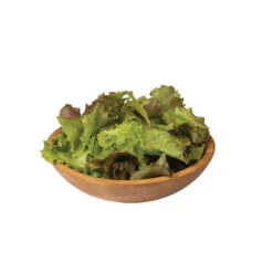 Red Sails -SeedGarden Store 0431g 04 redsails