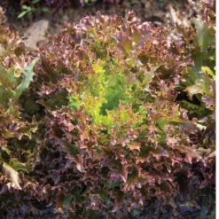 Rhone -SeedGarden Store 04347gp 02 rhone