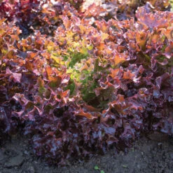 Ezflor -SeedGarden Store 04348gp 02 ezflor