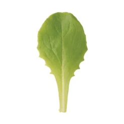 Buttercrunch -SeedGarden Store 0435g 02 buttercrunch