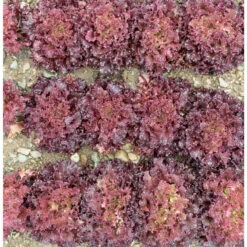 Brentwood -SeedGarden Store 04599g 02 brentwood