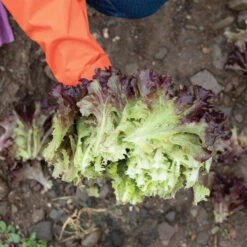 Brentwood -SeedGarden Store 04599g 03 brentwood