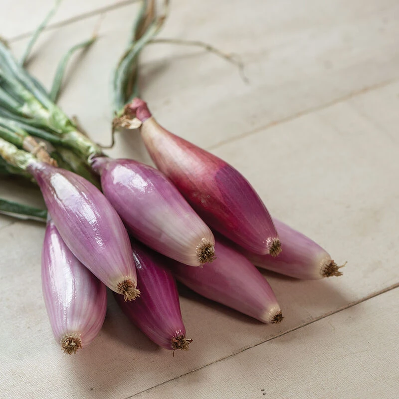 Red Long Of Florence 3 Red Long Of Florence