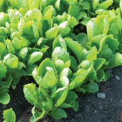 Carlsbad -SeedGarden Store 04617g 03 carlsbad