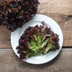 Salanova® Red Tango -SeedGarden Store 04764jp 02 salanovaredtango