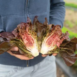 Volcana -SeedGarden Store 04765jp 01 volcana mini lettuce