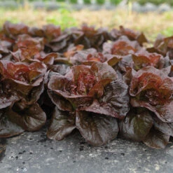 Volcana -SeedGarden Store 04765jp 02 volcana mini lettuce