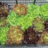 Prismatic Mini Head Mix -SeedGarden Store 04768jp 01 prismatic mini head lettuce mix