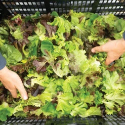 Prismatic Mini Head Mix -SeedGarden Store 04768jp 02 prismatic mini head lettuce mix