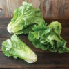 Sunland -SeedGarden Store 04788 01 sunland romaine lettuce