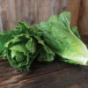 Chalupa -SeedGarden Store 04791g 01 chalupa green romaine lettuce