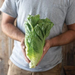 Chalupa -SeedGarden Store 04791g 02 chalupa green romaine lettuce