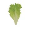 Marilisa -SeedGarden Store 04839g 01 marilisa babyleaf lettuce