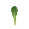 Reyes -SeedGarden Store 05152g 01 reyes babyleaf lettuce